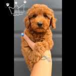 Pudel toy mini OSTATNI red brown Badania wyprawka paszport