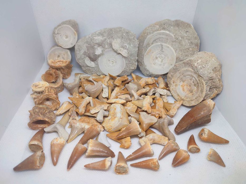 Coleção fósseis marinhos