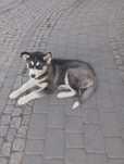 Sprzedam pięknego szczeniaka rasy Syberian husky z rodowodem