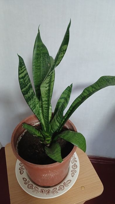 Санцивиерия цветок