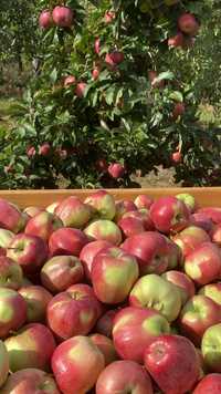 Jabłka z własnego sadu 2,50zł/kg (ogłoszenie 20 kg)