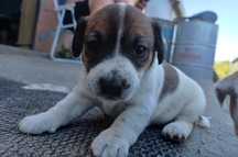 Jack Russell Terrier szczenię