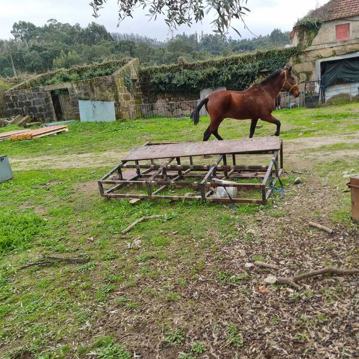 Cavalo montado para venda