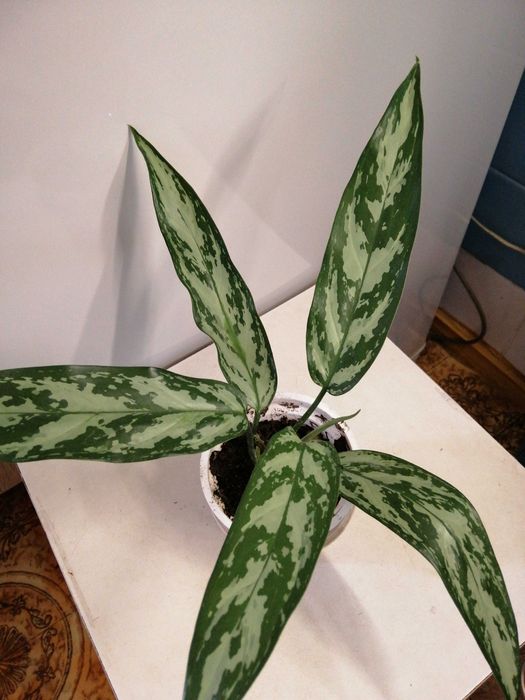 Аглаонема укорененные деленки