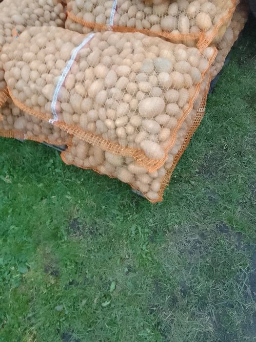Sprzedam ziemniaki odpadowe