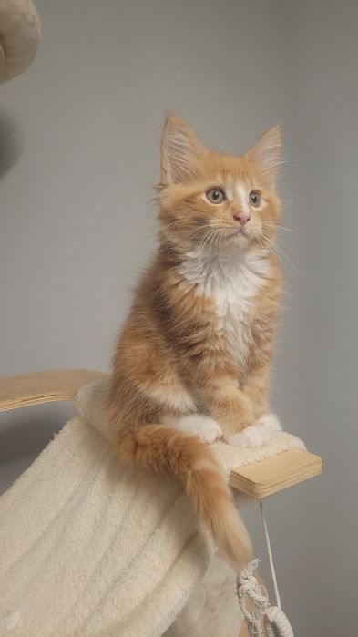 Kocur Rudy maine coon FPL
