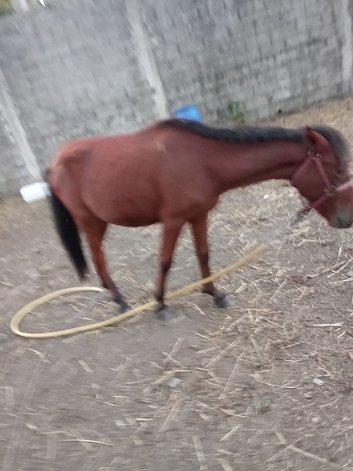 Cavalo com 10 meses