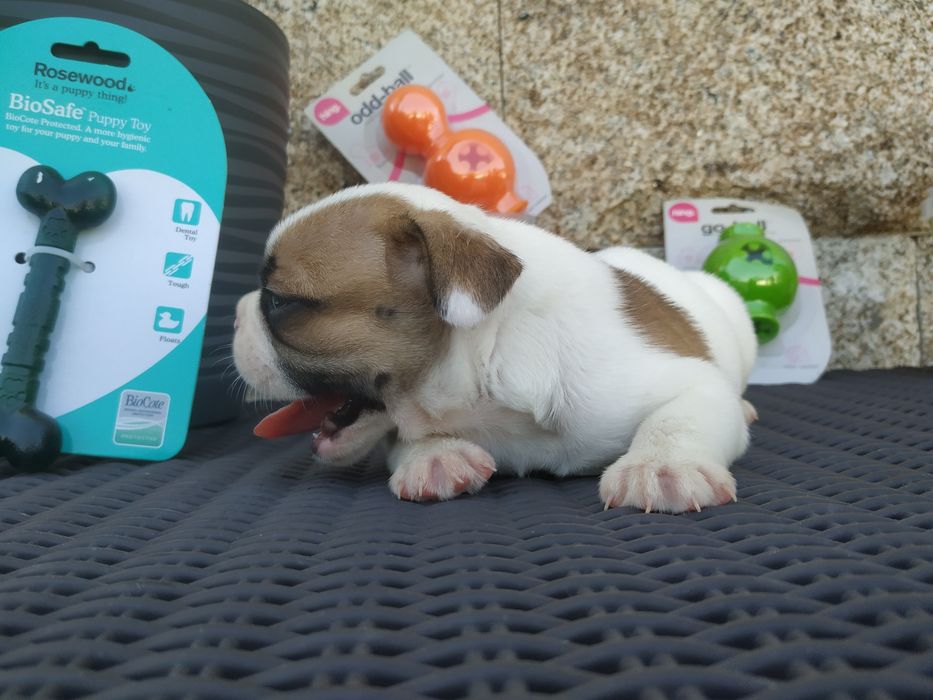 Bulldog francês qualidade