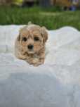 Piesek maltipoo f1 badania genetyczne pudel toy maltańczyk