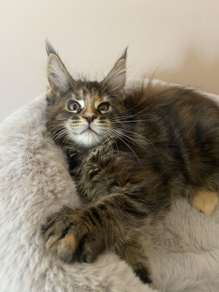Maine Coon - Torbie (com LOP)