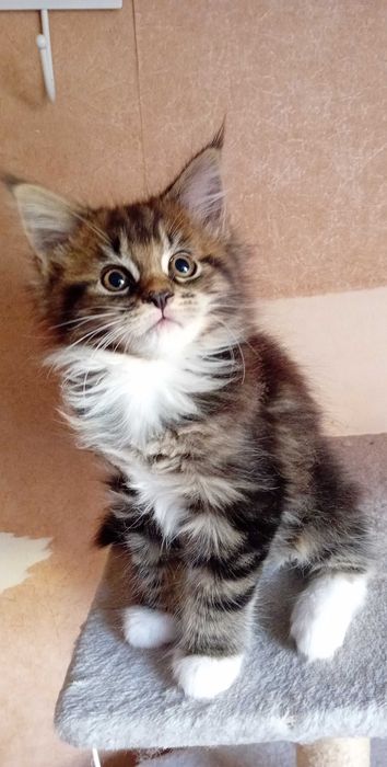Kotka Maine Coon Clover