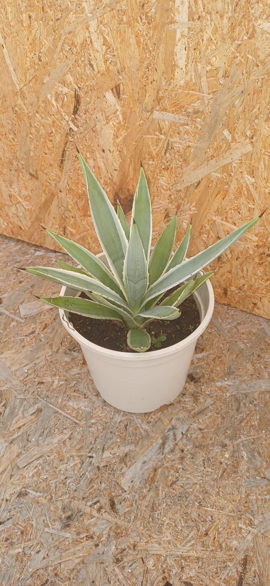 Agave Americano ou agave rajada