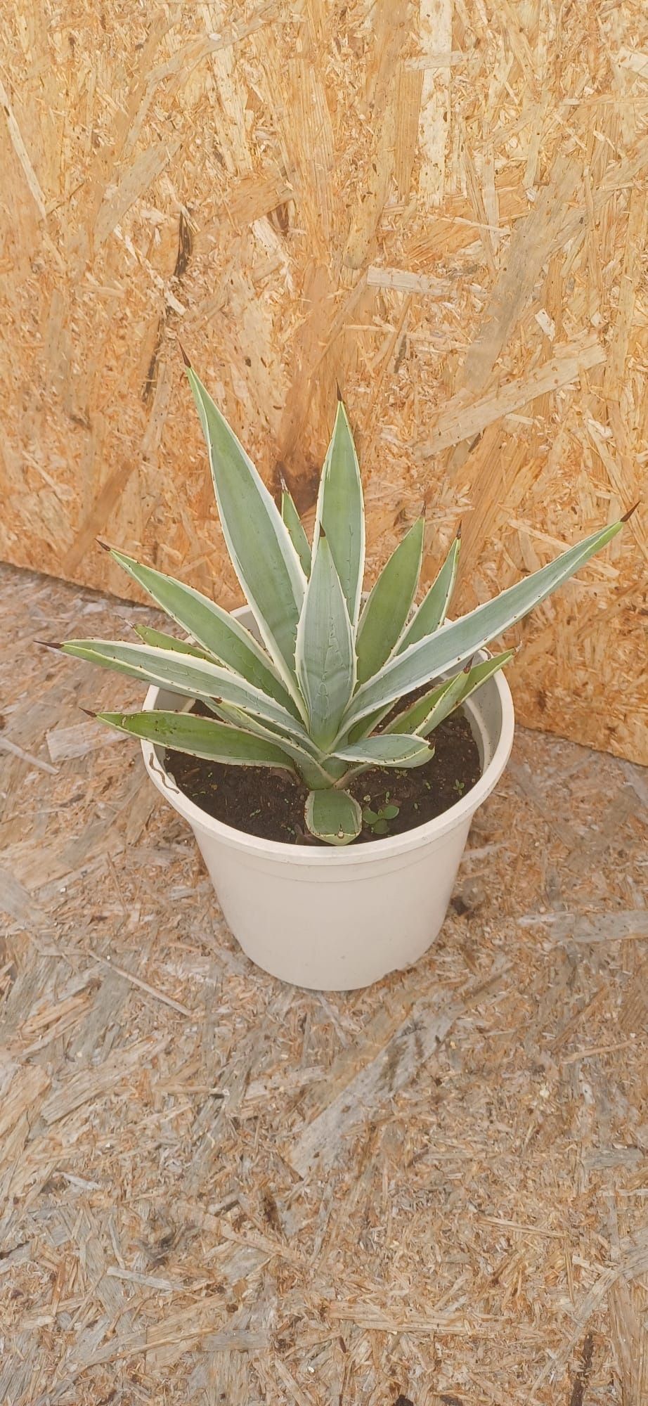 Agave Americano ou agave rajada