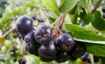 Aronia z własnej działki