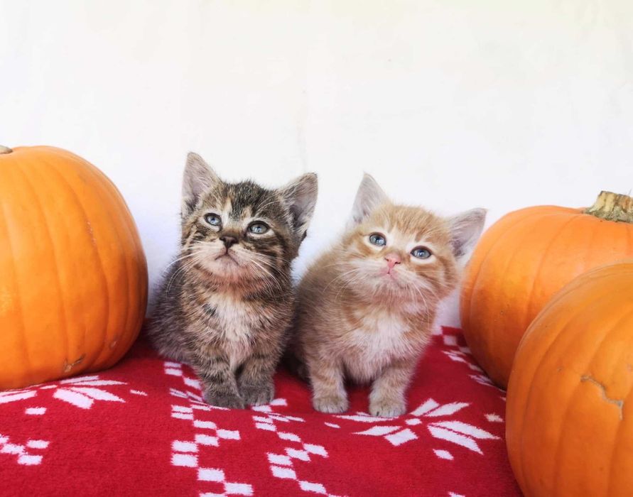 Urocze Kociaki Szukają swoich domków