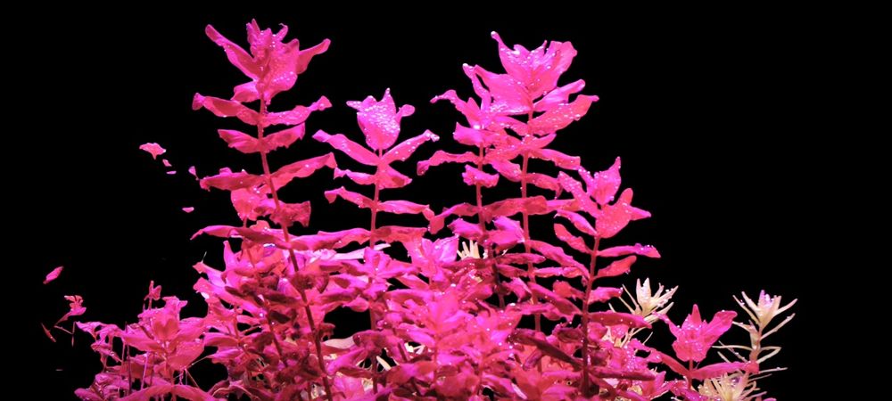 Zestaw kolorowych roślin akwariowych