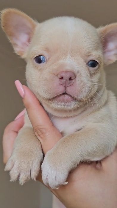 Bulldog Francês Isabella creme