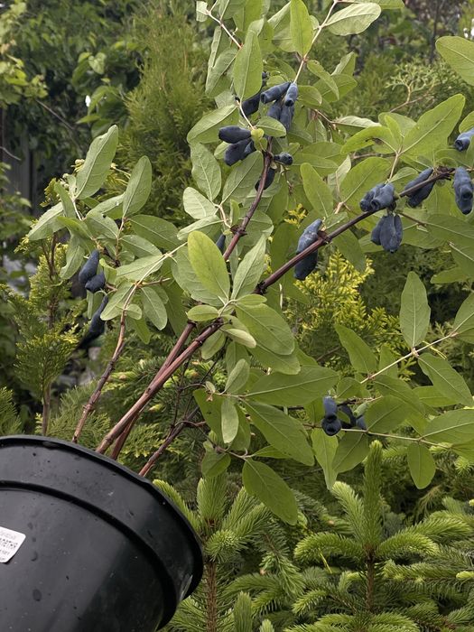 Жимолость. Колекція сортів.