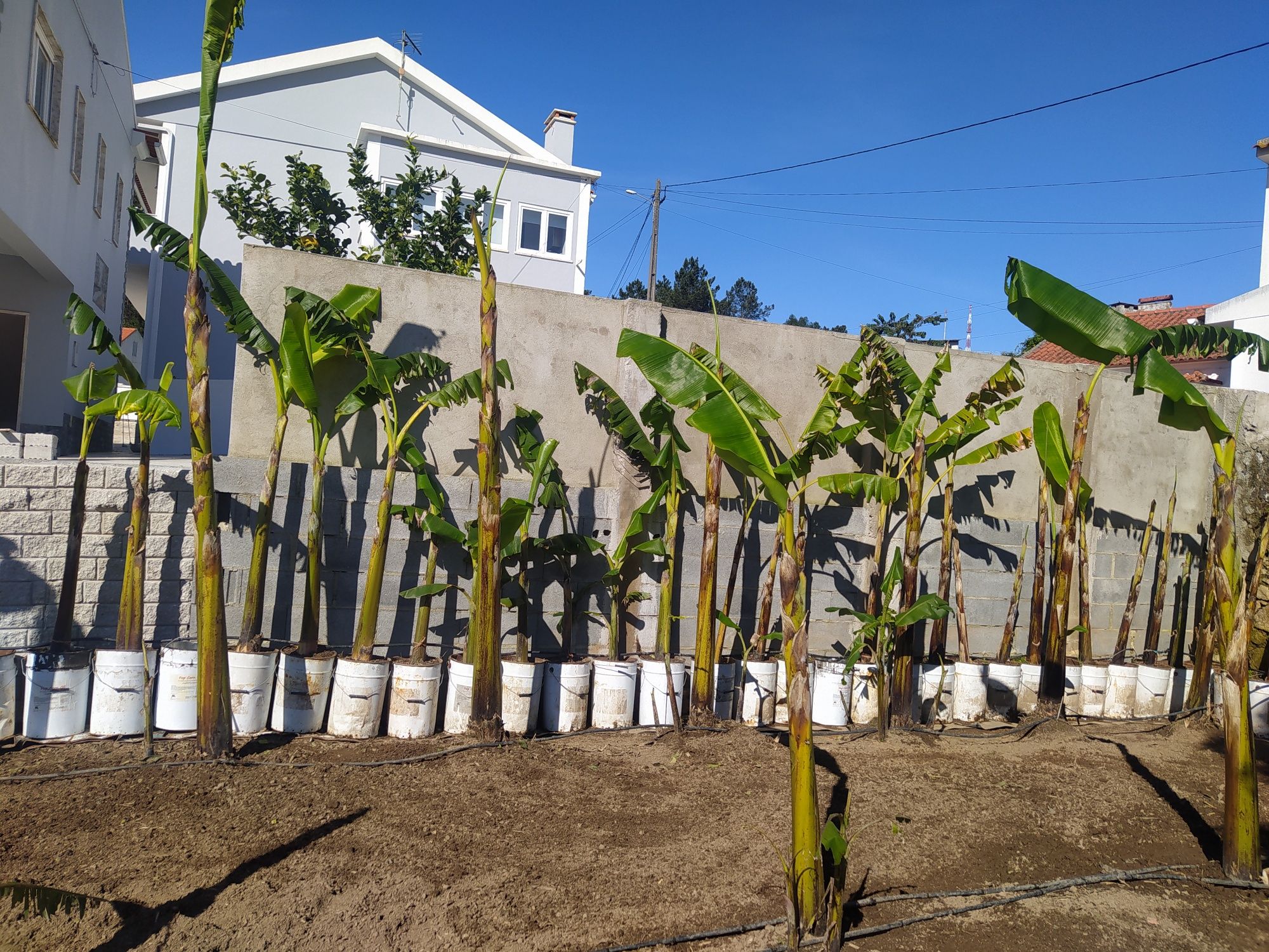 Bananeiras enrraizadas envasadas. Banana maçã