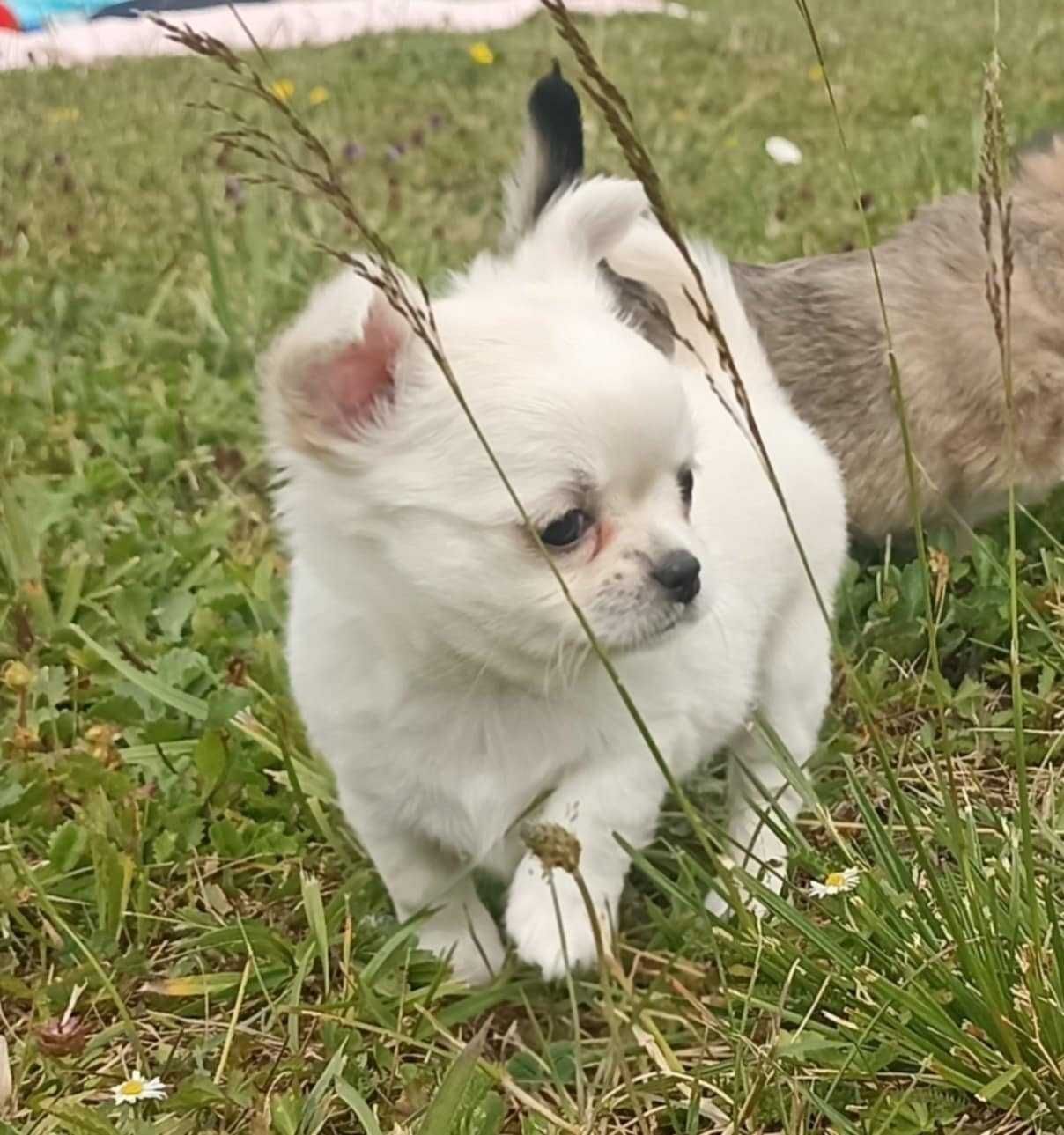 Piesek Chihuahua Długowłosy ZKwP / FCI gotowy do odbioru