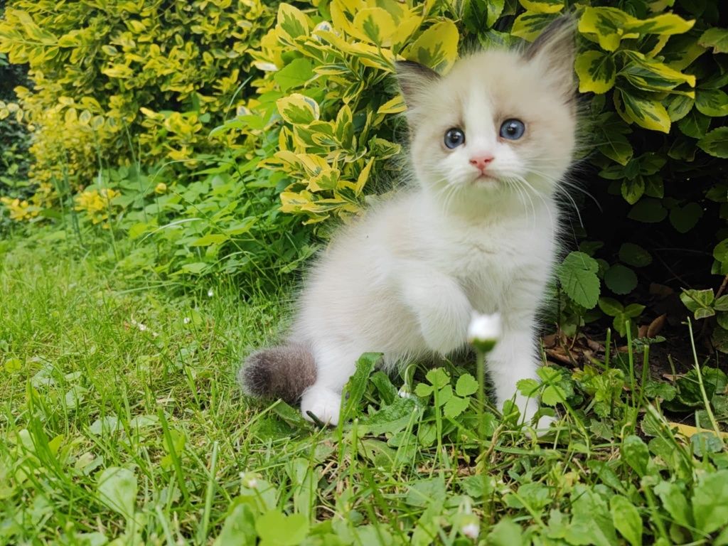 Ragdoll kotka bicolor