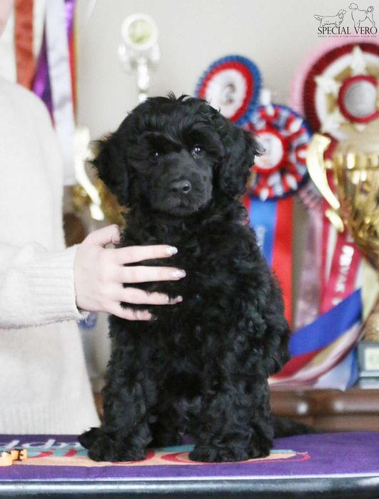 Portugalski Pies Dowodny ZKwP/FCI Szczenię