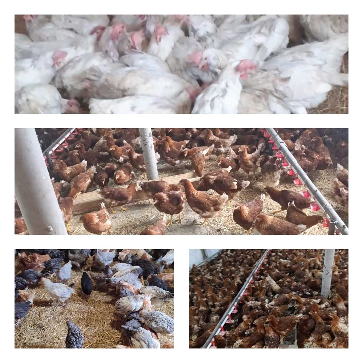 Продам кури несушки! Доставка безкоштовна. Городище!