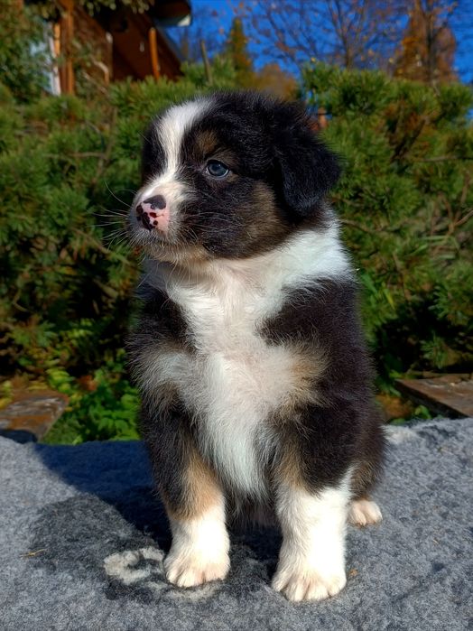 Owczarek australijski typ amerykański