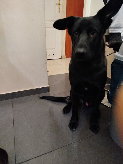 Oddam psa w dobre rece