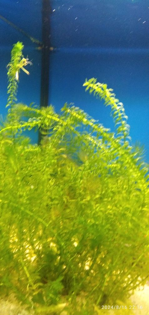 Plantas   Eleodea