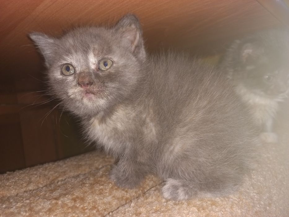 Котенята 2 місяці (3 дівчинки і 2 хлопця)