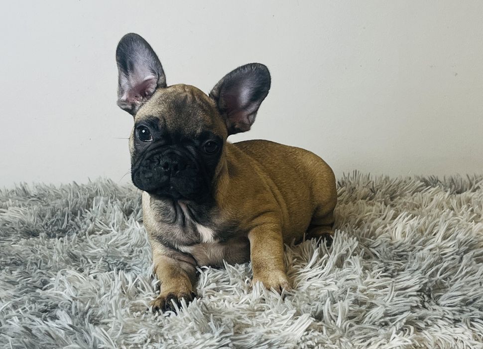 Buldog Francuski - piesek ZKwP/FCI