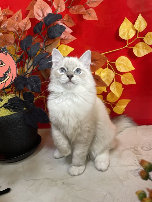 Регдолл, котёнок, кот, Ragdoll
