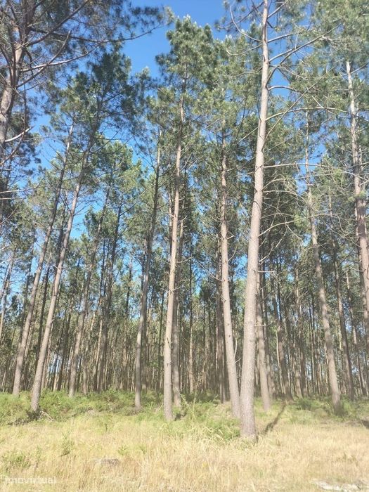 Terreno em CERRO- Pataias