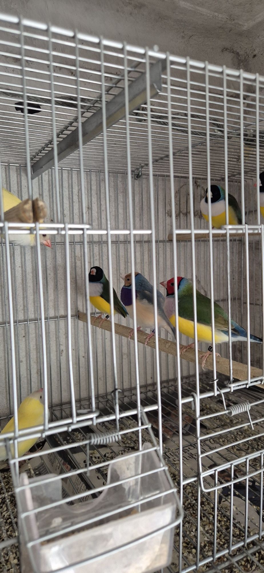 Lote de 10 diamantes  gould