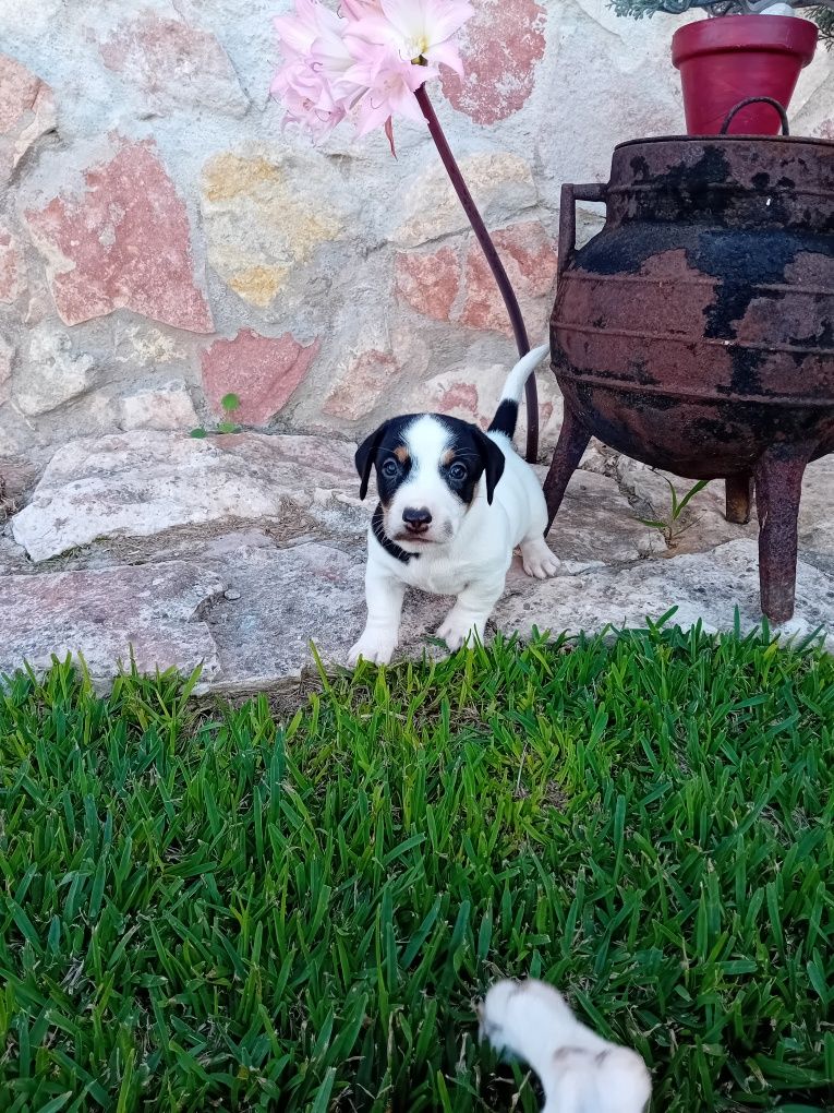Macho Jack Russel Terrier