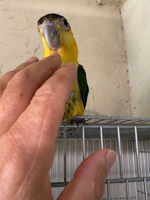Vendo Marianinha domesticada muito dócil e meiga