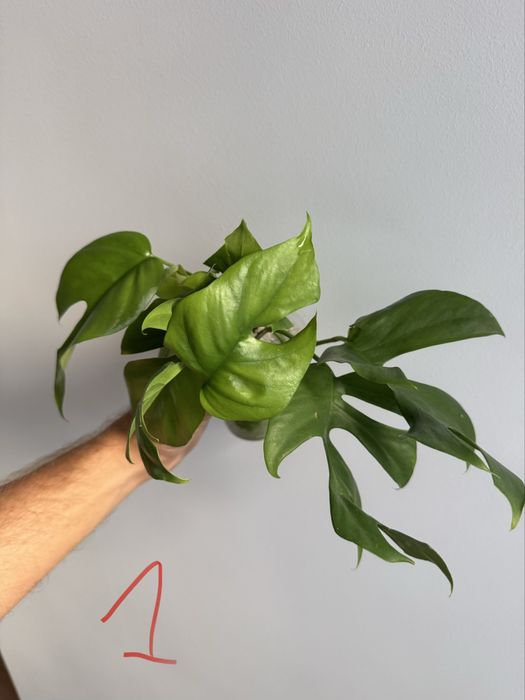 REZERWACJANadwyzka roslin raphidophora, monstera, maranta silver band,