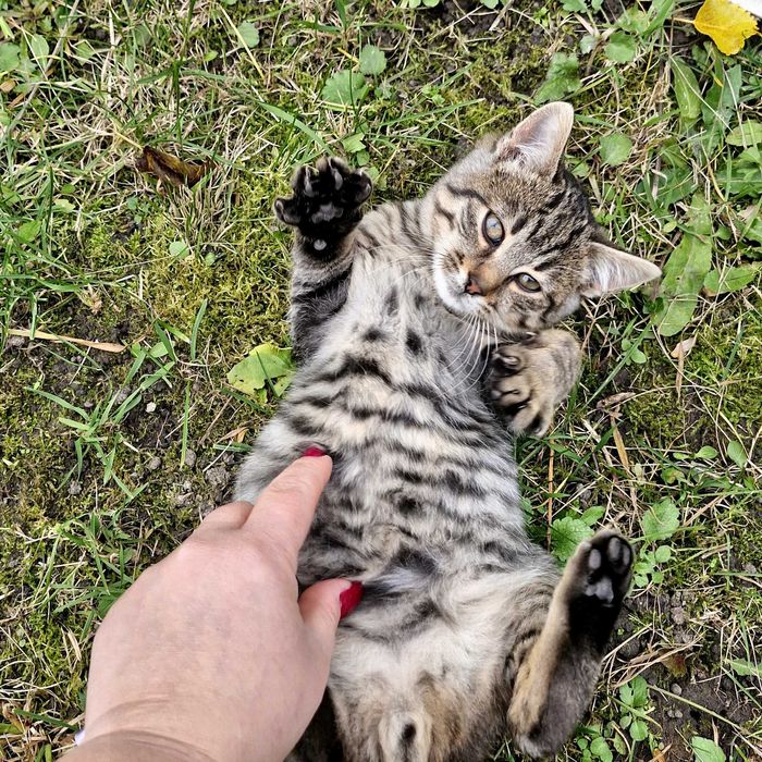 Три гарнющі котики.Дуже лагідні,та гарні