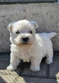 West Highland white terrier  - piesek