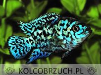 Pielęgnica niebieskołuska odmiana ELECTRIC BLUE JACK DEMPSEY - Rocio