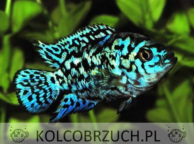 Pielęgnica niebieskołuska odmiana ELECTRIC BLUE JACK DEMPSEY - Rocio