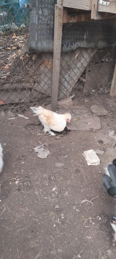 продам  карликових півників
