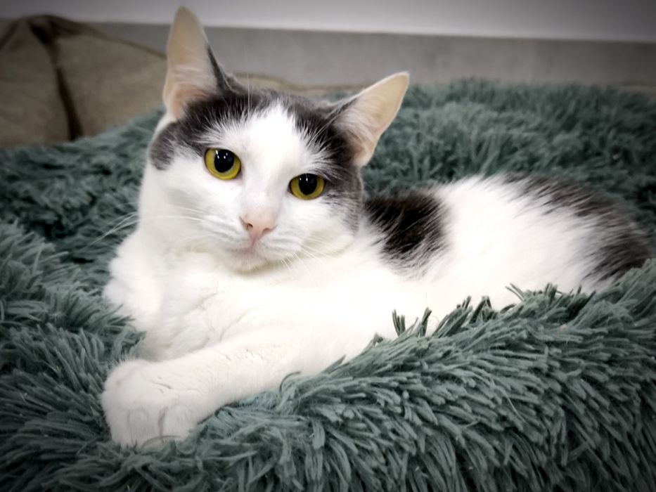 киця в добрі руки