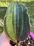 Sansevieria odrosty i większe