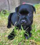 Suczka staffordshire bull terrier stafik FCI