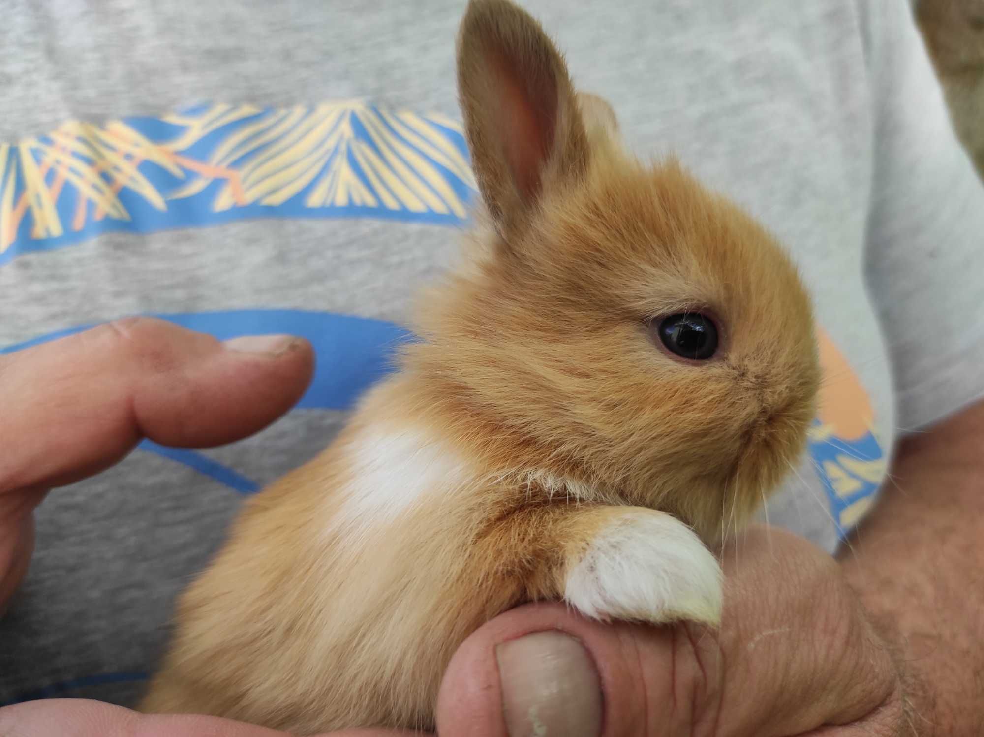 Sprzedam króliczki miniaturki