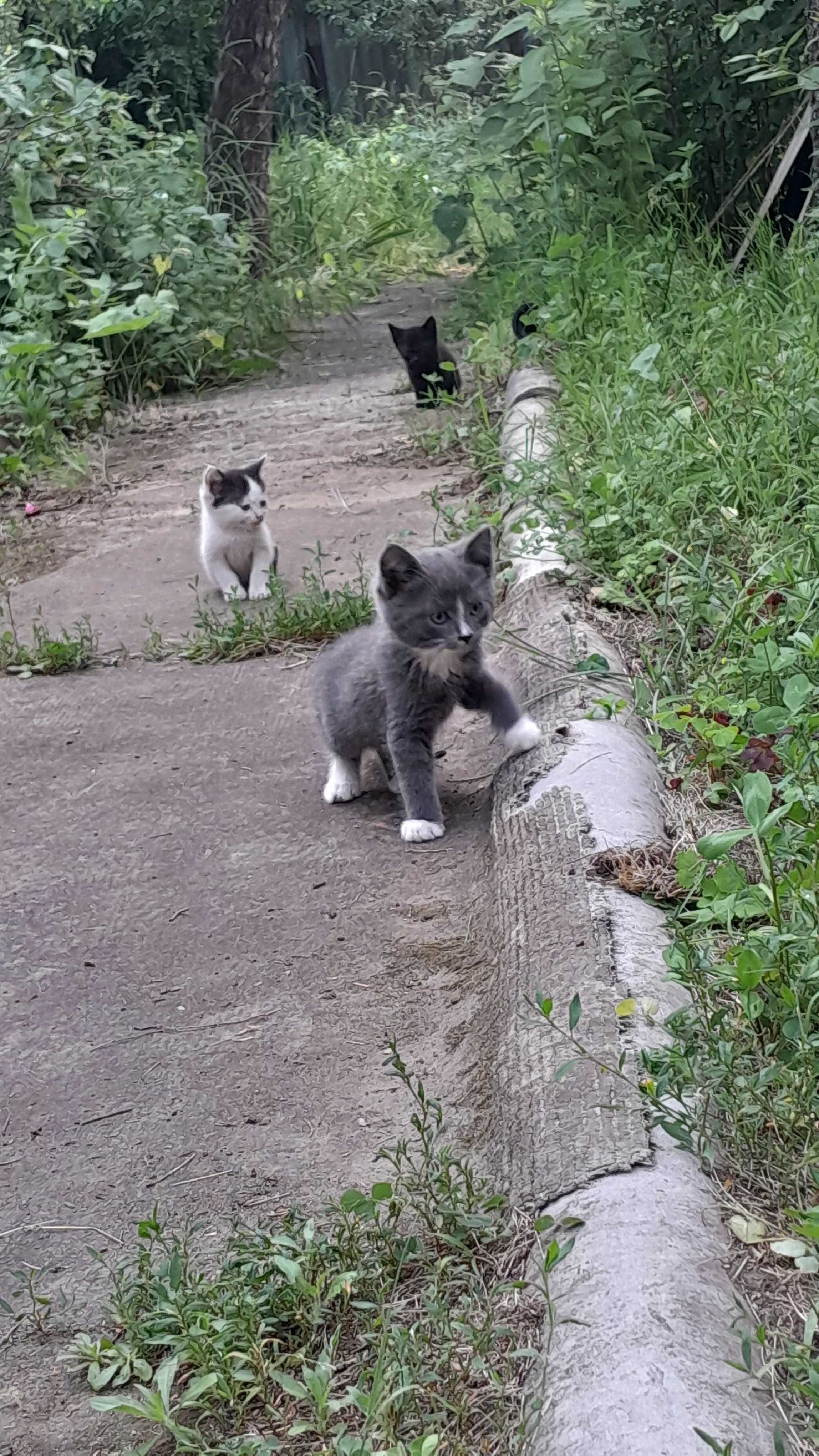 Кошенята шукають дім — віддам безкоштовно