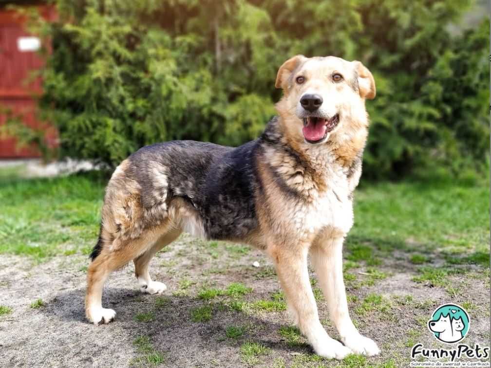 Mistrz stróżowania Pablo poleca się do adopcji!!!