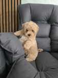 Sliczny chlopczyk Maltipoo F1